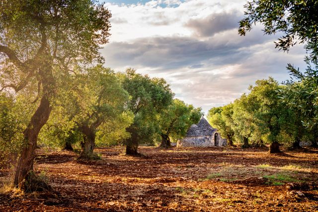 Premium Oils | Zionsville Olive Oil
